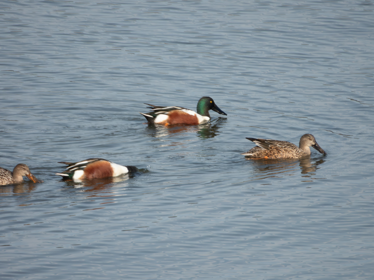 Northern Shoveler