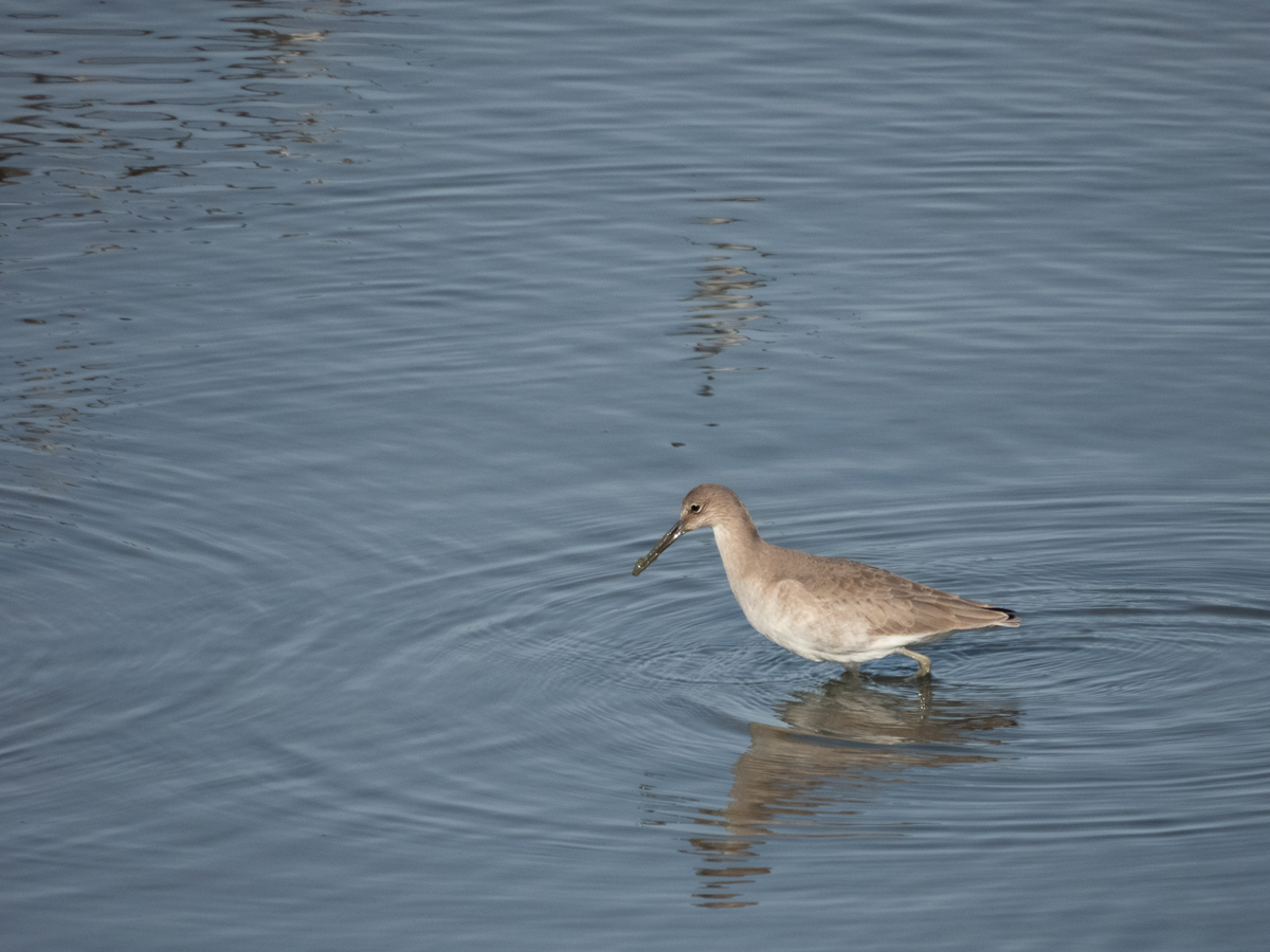 Willet
