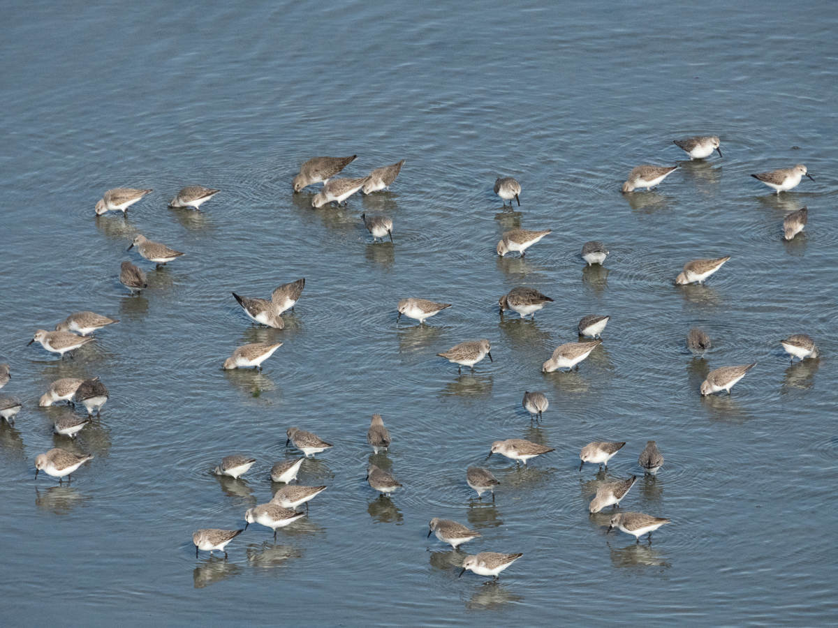 Dunlin