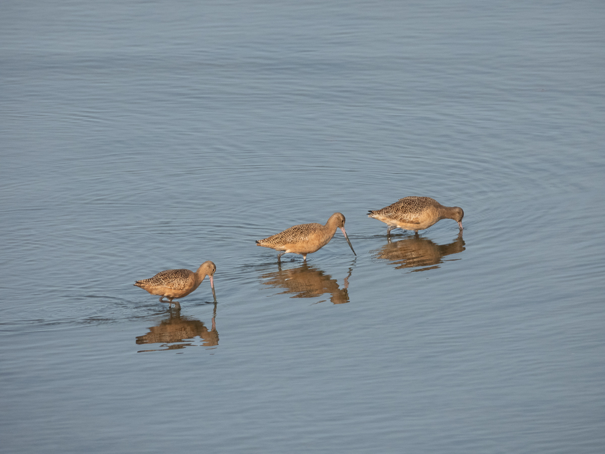 Marbled Godwit