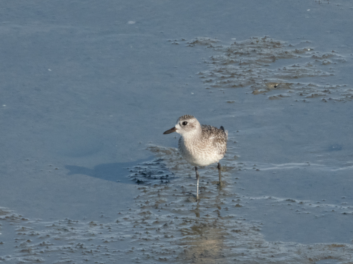 Sanderling
