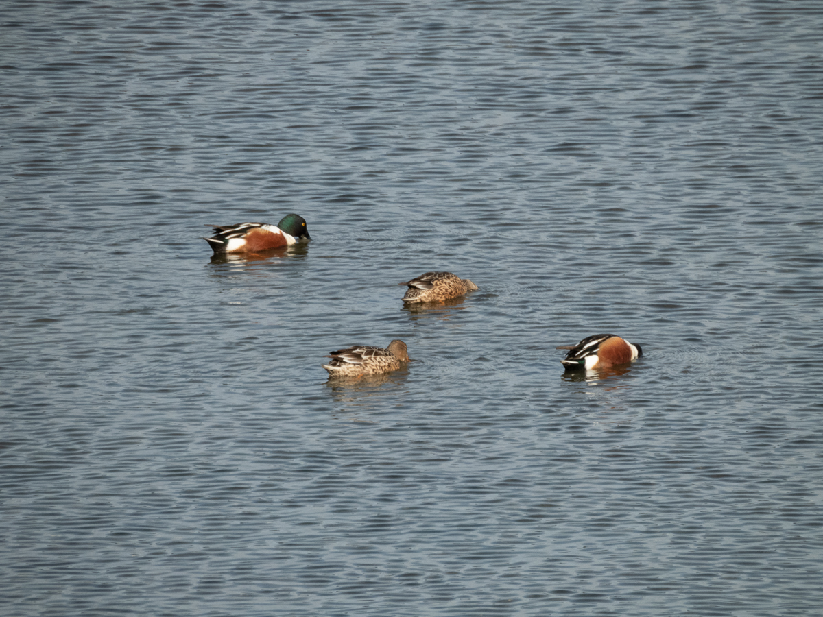 Northern Shoveler