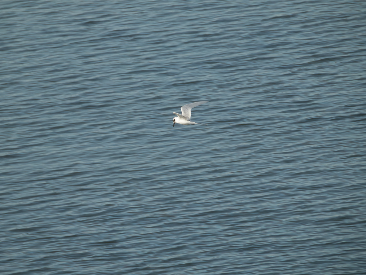 Forster’s Tern