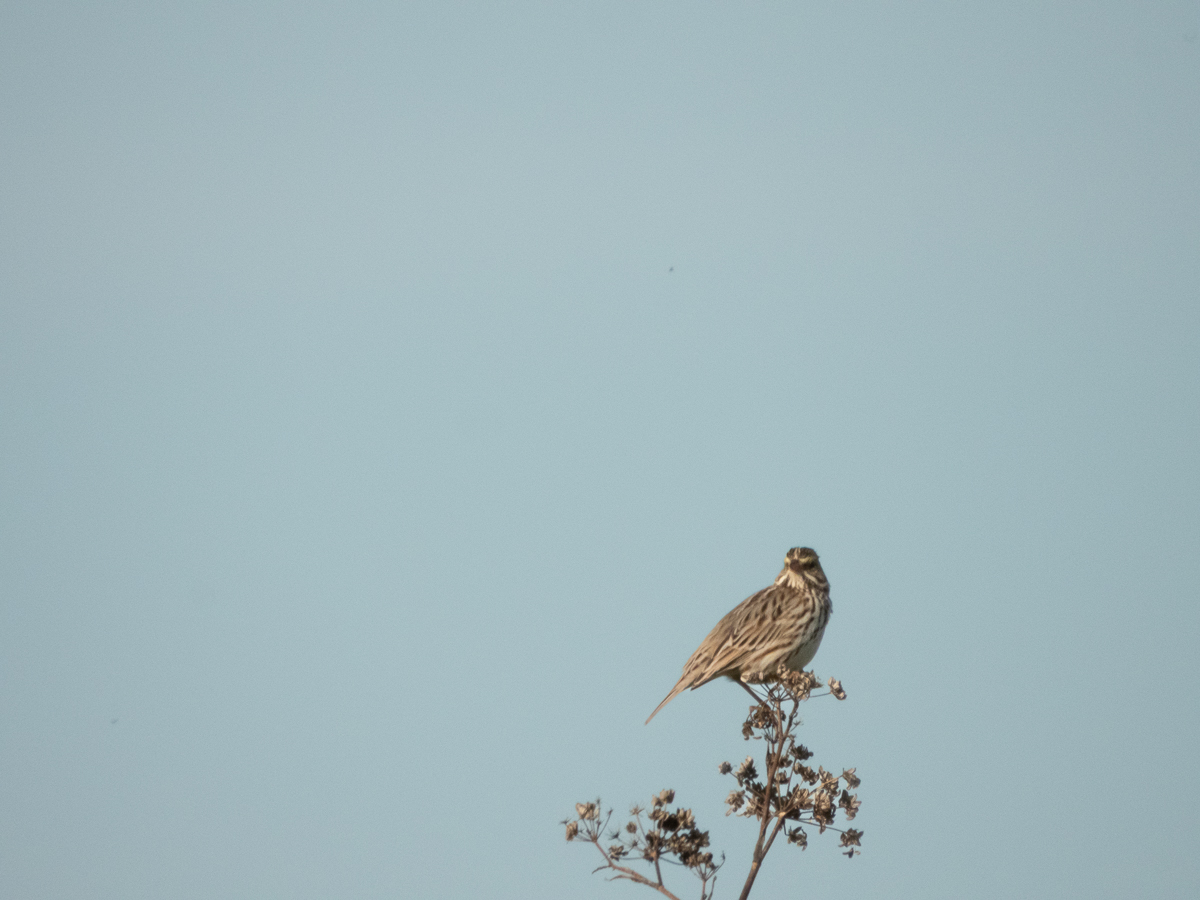 Song Sparrow