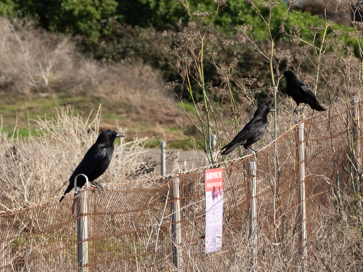 American Raven