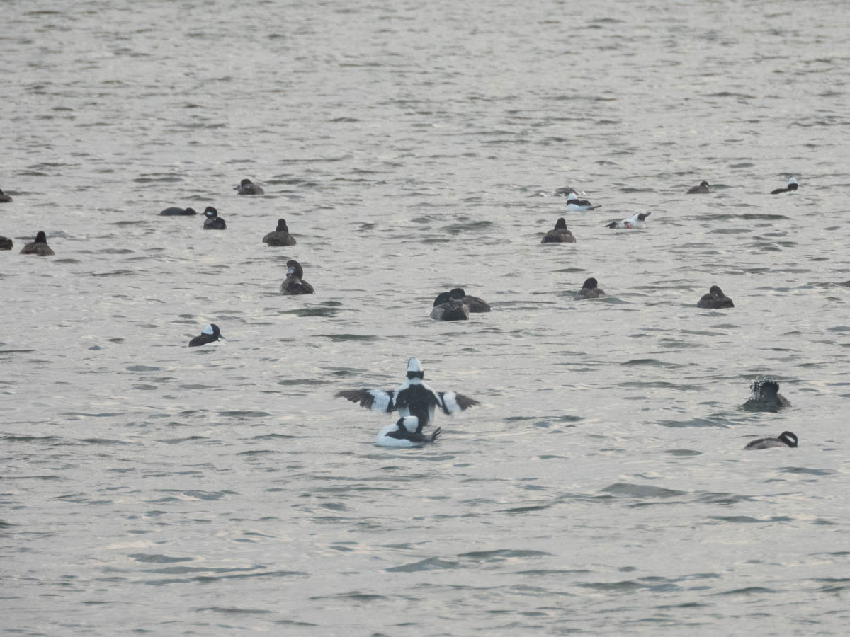 Bufflehead