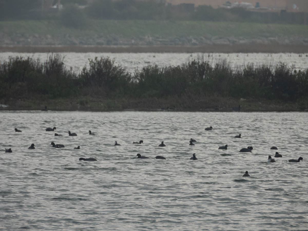 American Coot