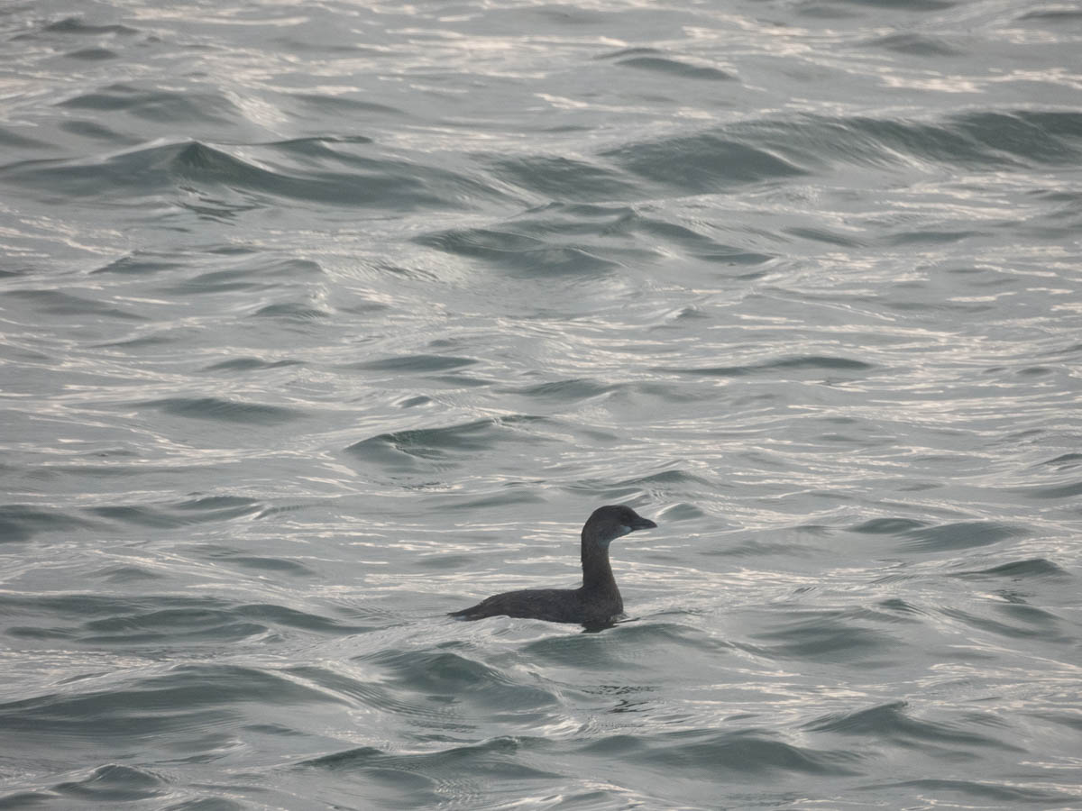Pied-Billed Grebe