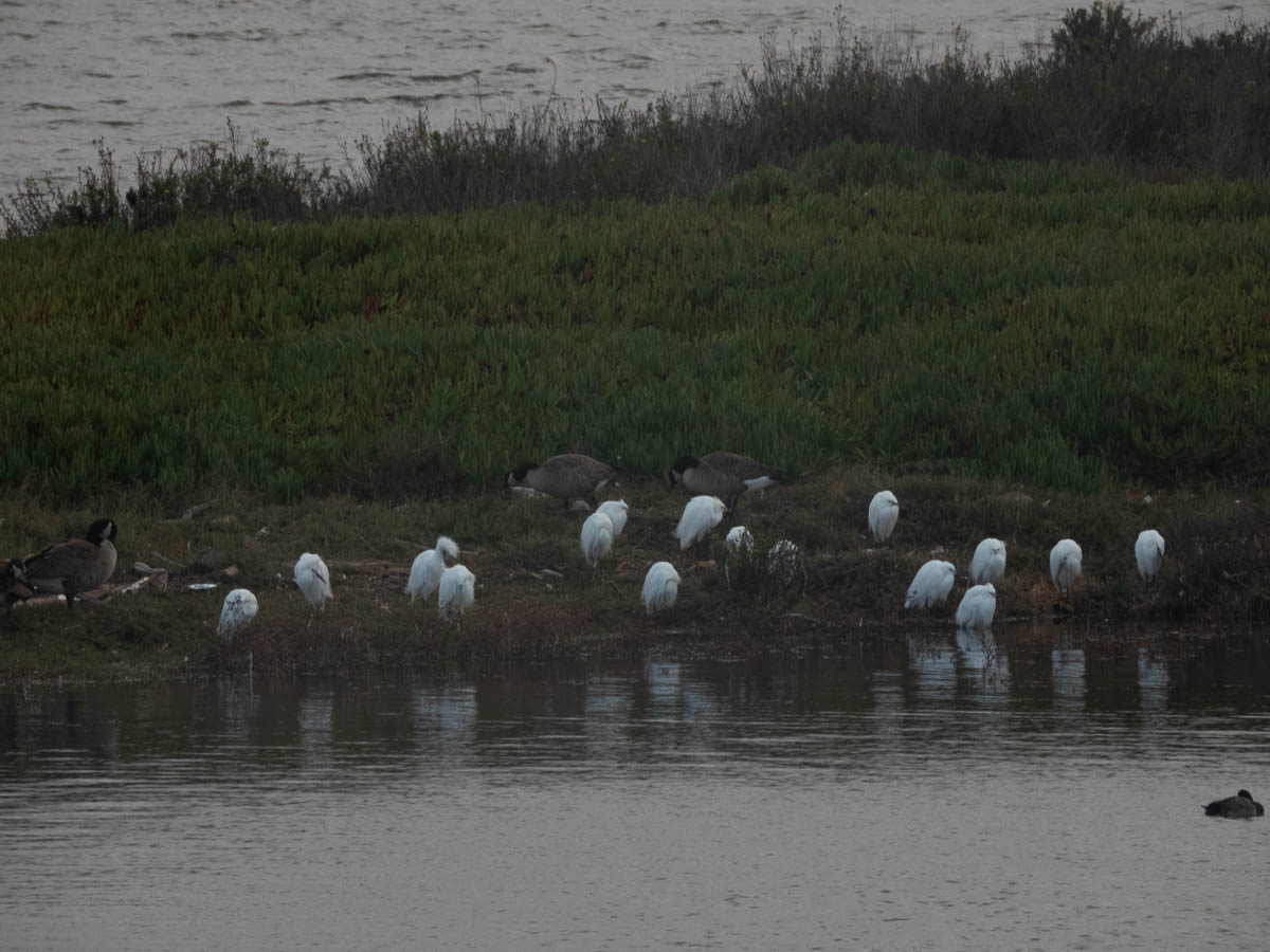 Great Egret