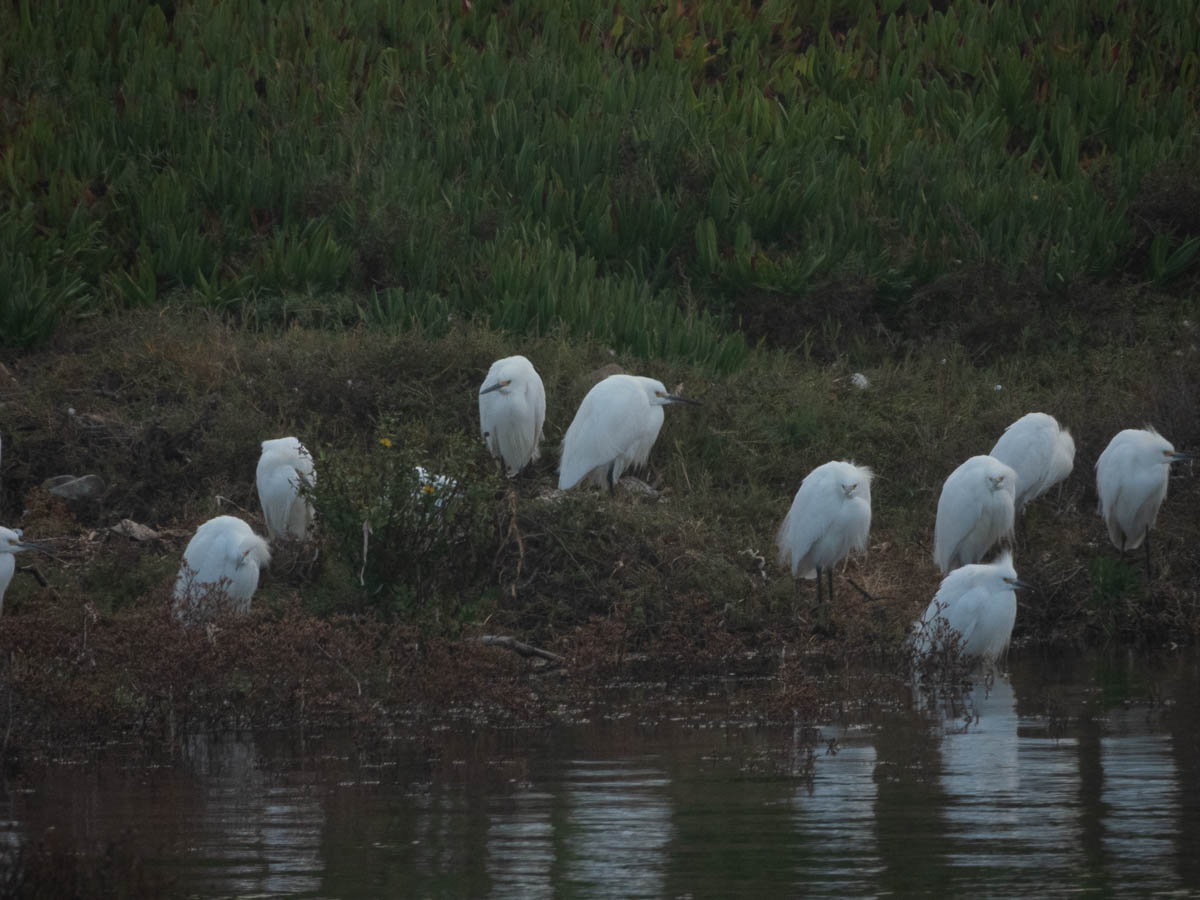 Great Egret
