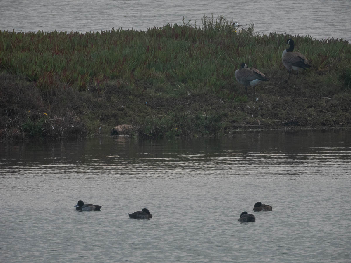 Lesser Scaup