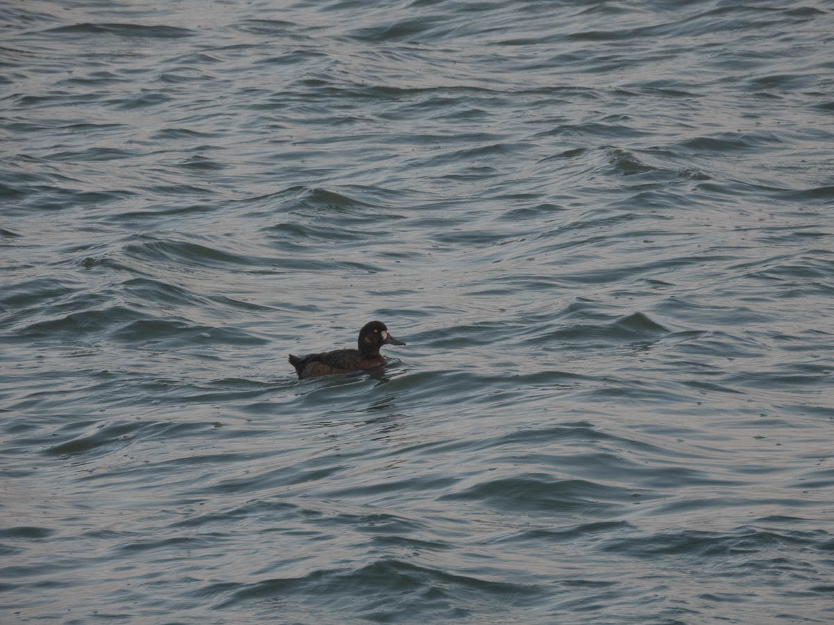 Lesser Scaup