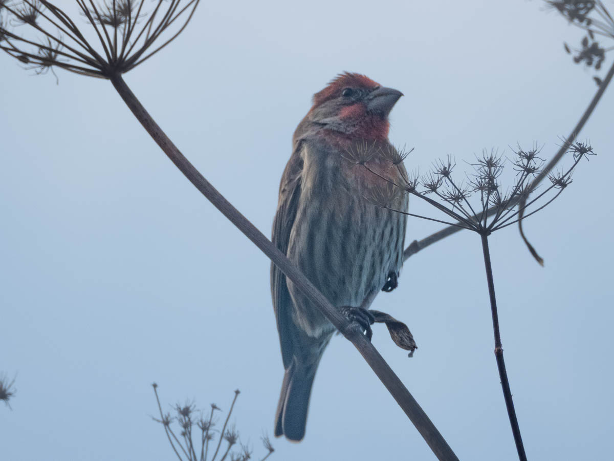 House Finch