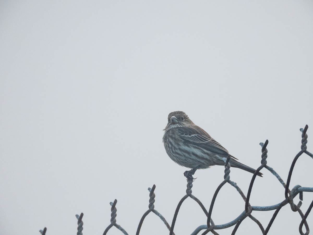 House Finch