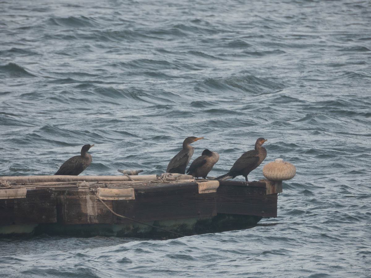 Double-Crested Cormorant