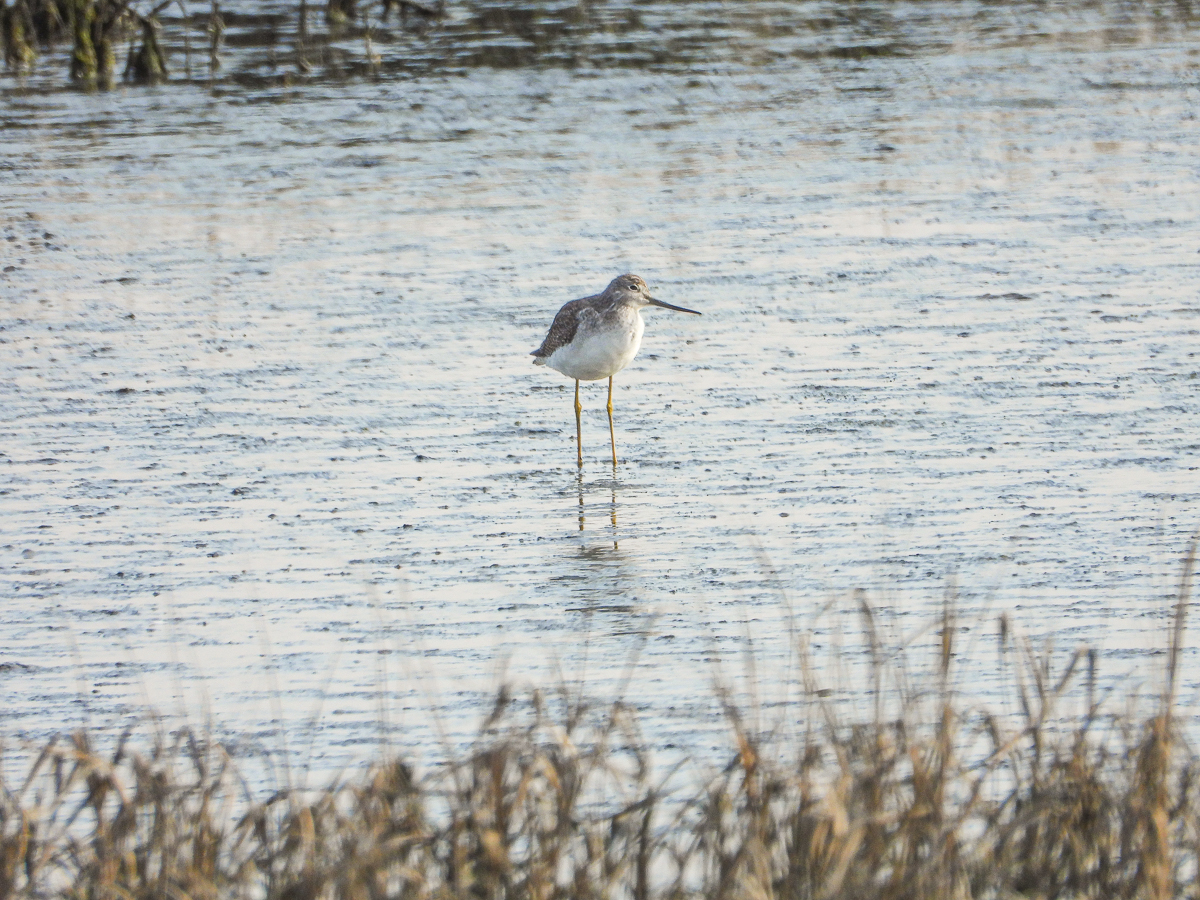 Greater Yellowlegs