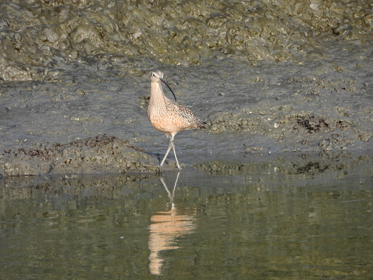 Long-Billed Curlew