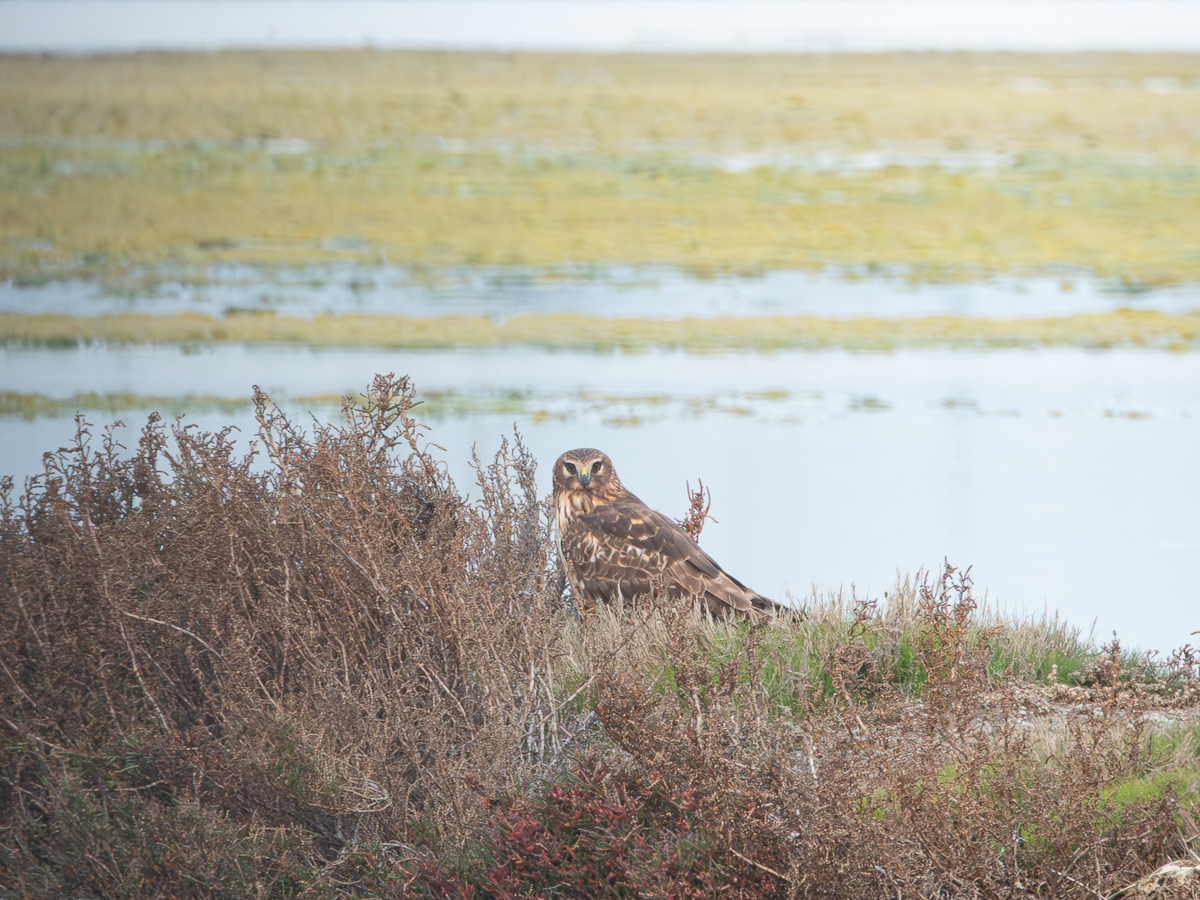 Bird Photography with the Nikon P1000