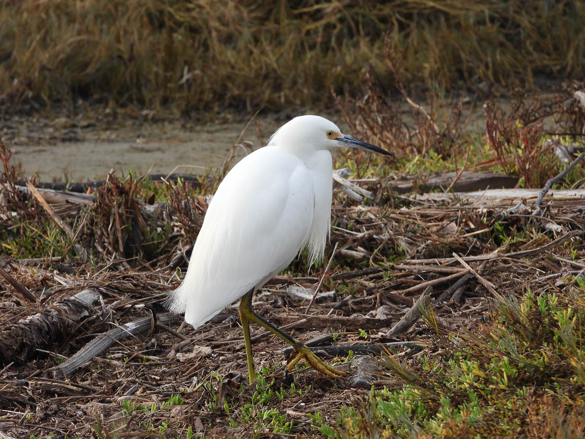 Snowy Egret