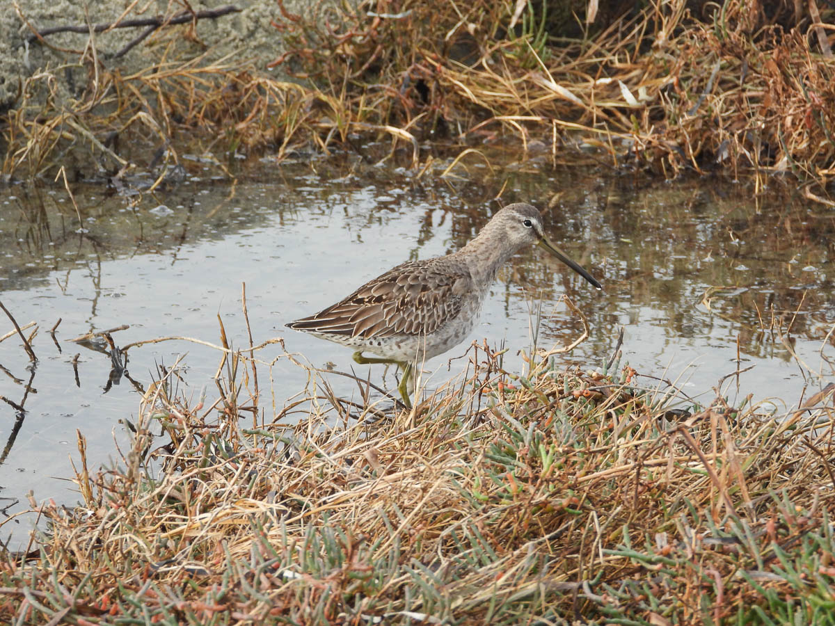 Short-Billed Dowitcher