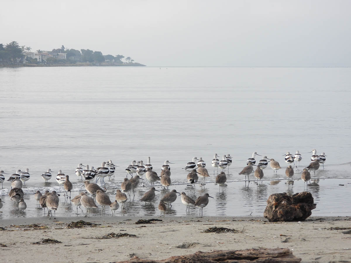 Elsie Roemer Shorebirds