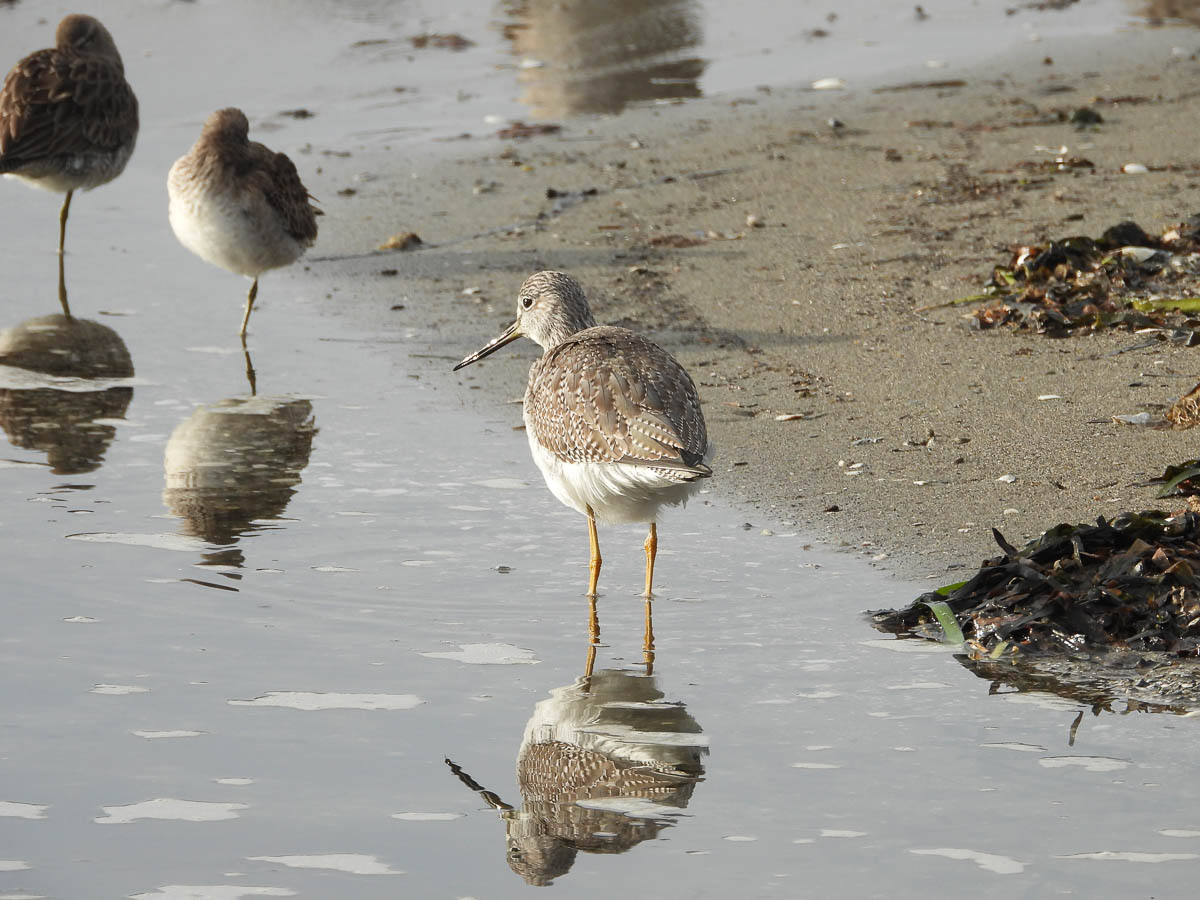 Greater Yellowlegs