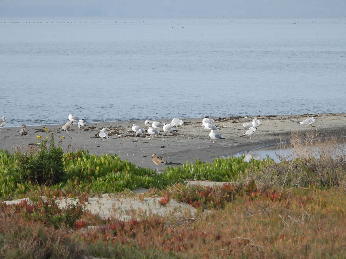 California and Western Gulls