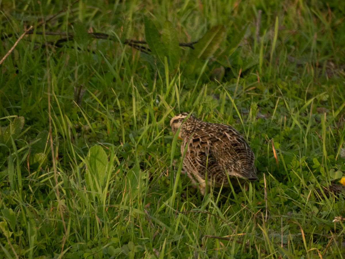 Western Meadowlark