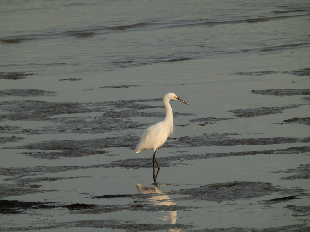 Snowy Egret