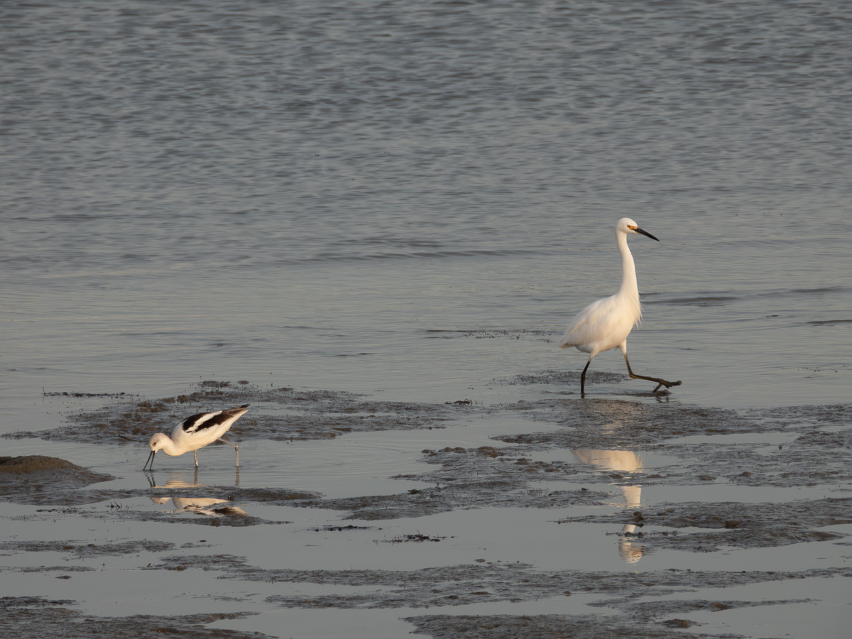 Great Egret and Avocet