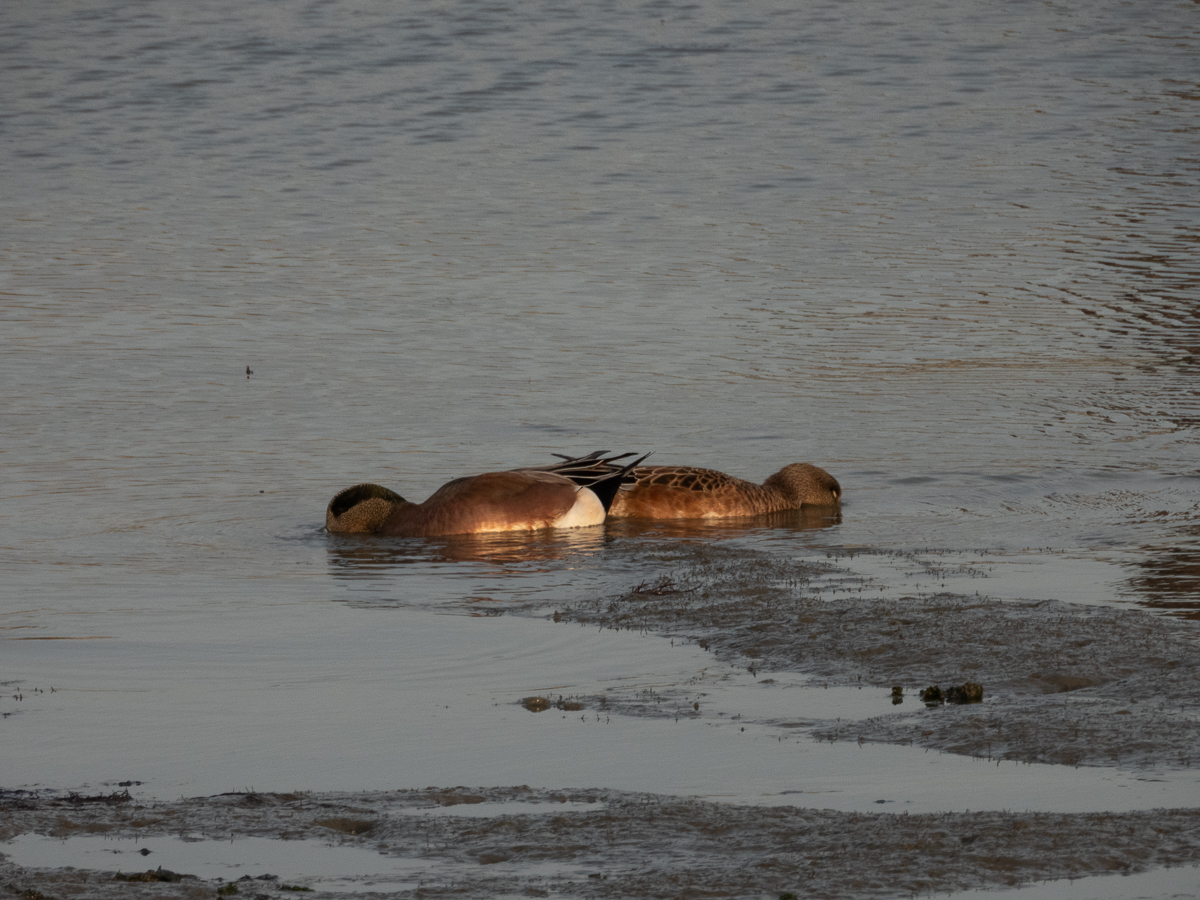 American Wigeon