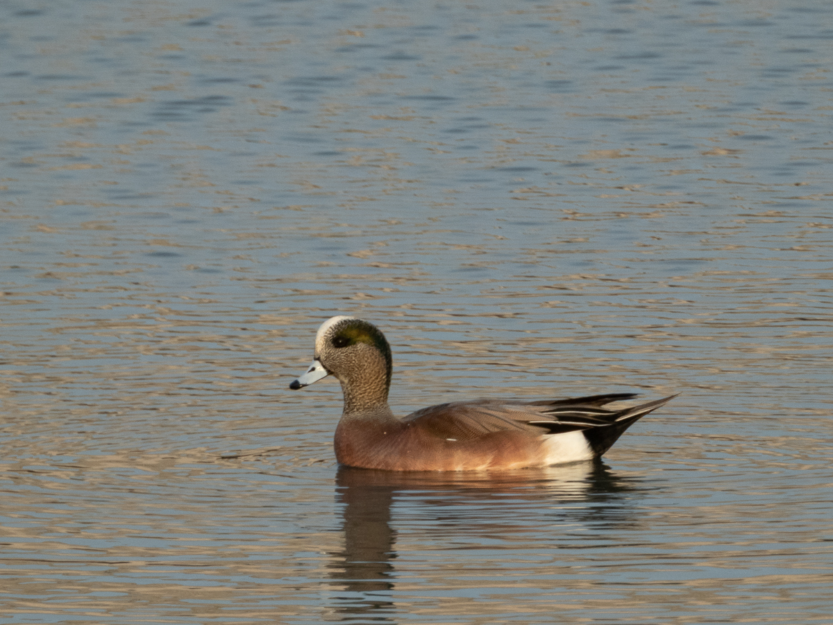 American Wigeon