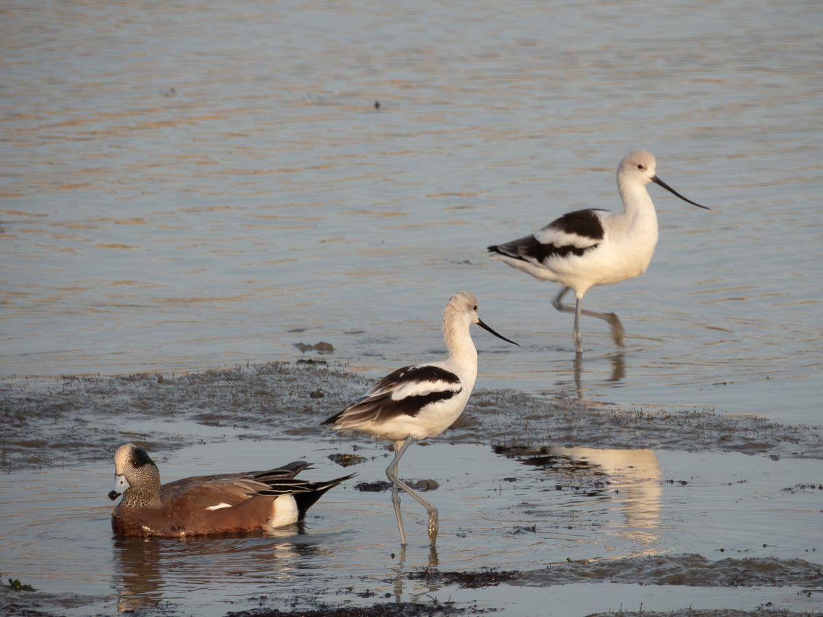 American Wigeon and Avocet