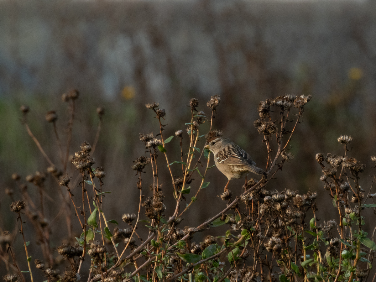 American Tree Sparrow