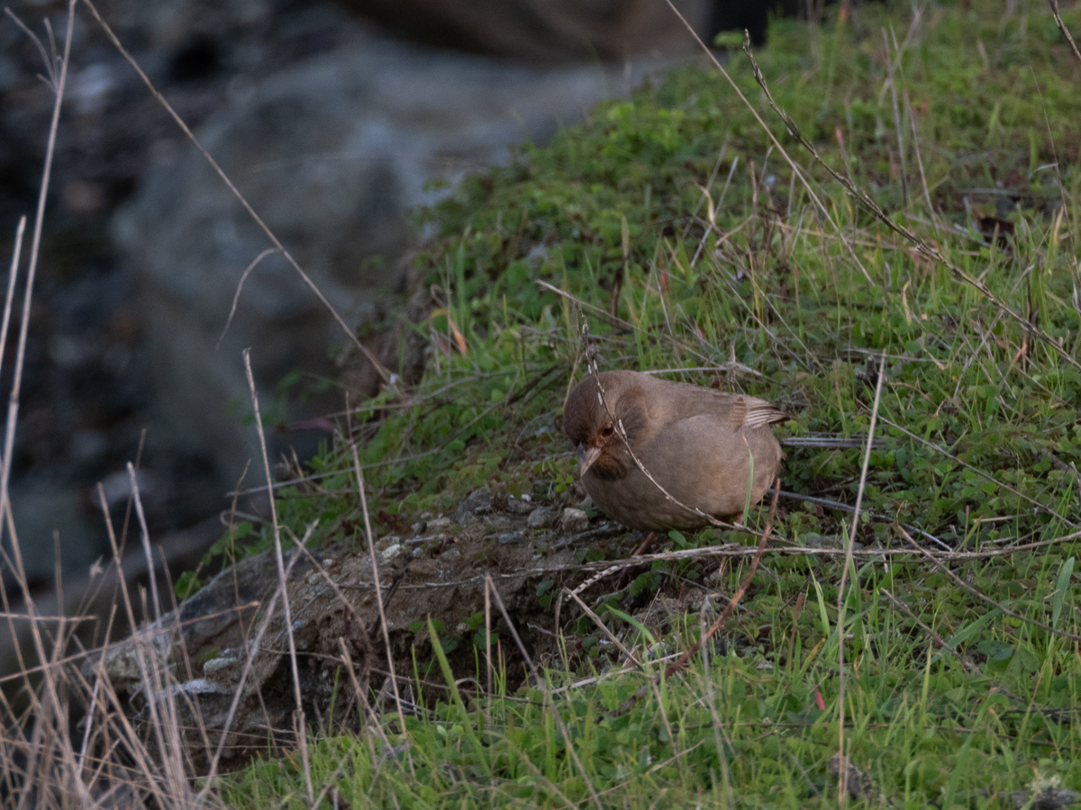 California Towhee