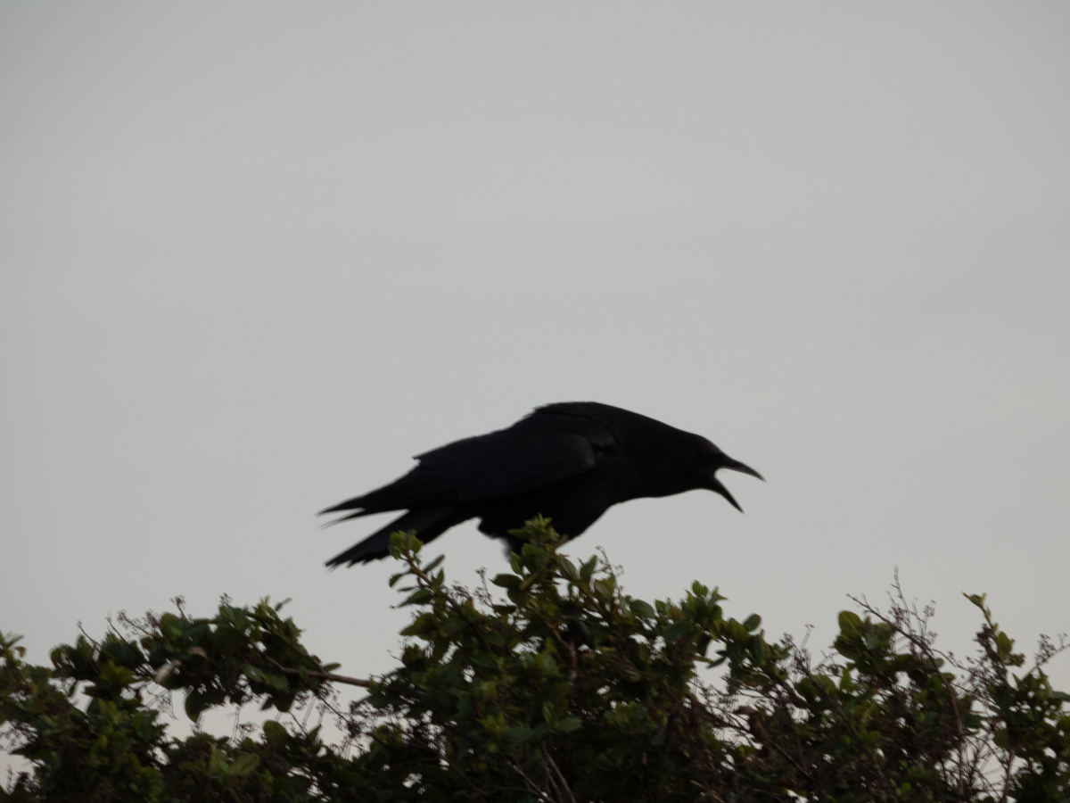 American Crow