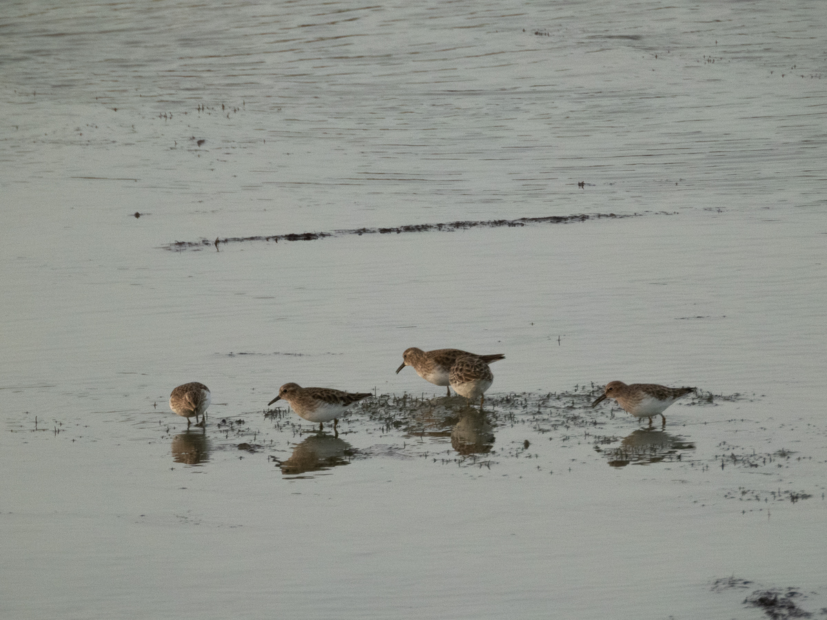 Black-bellied Plover