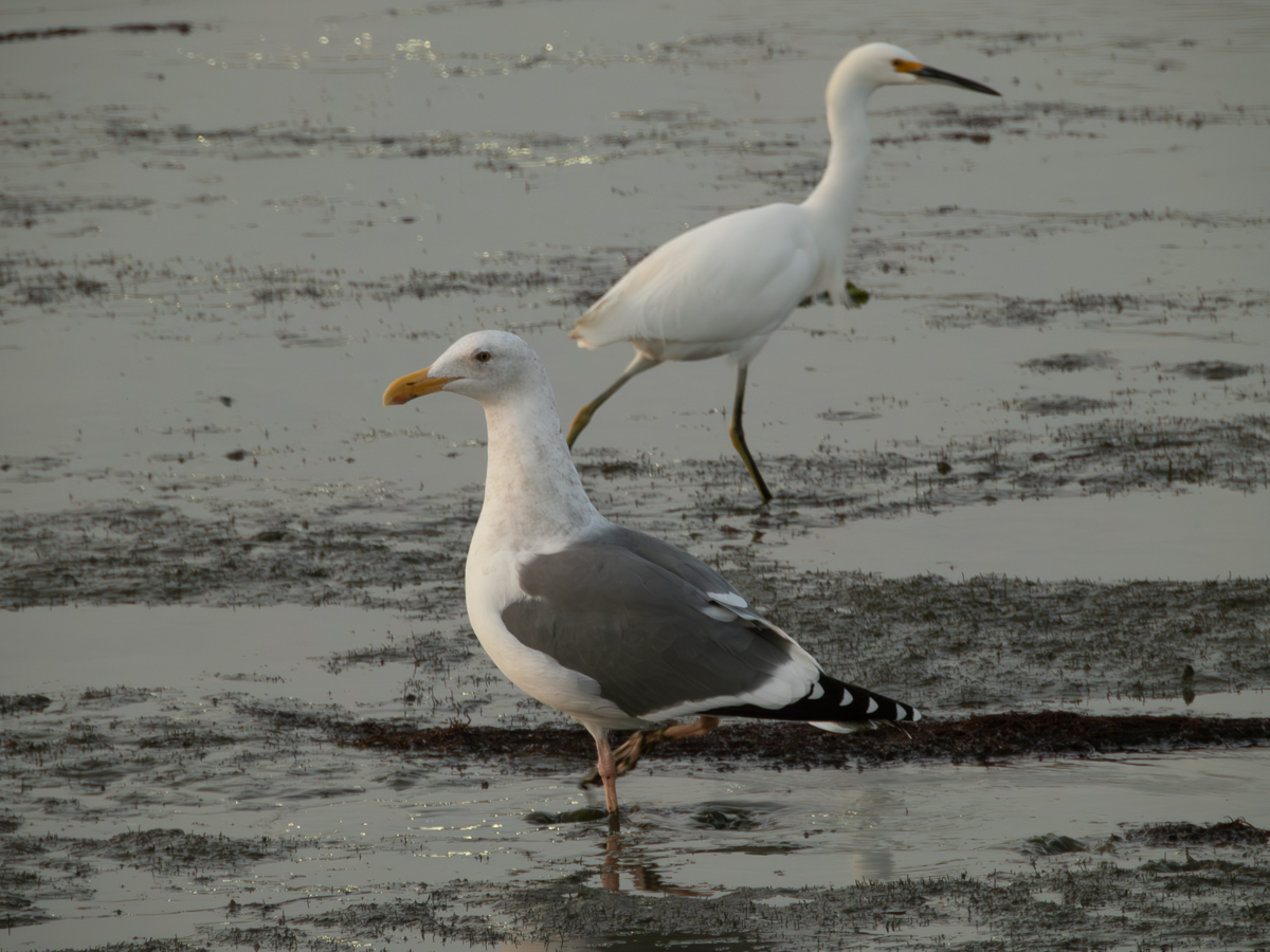 Western Gull and Snowy Egret