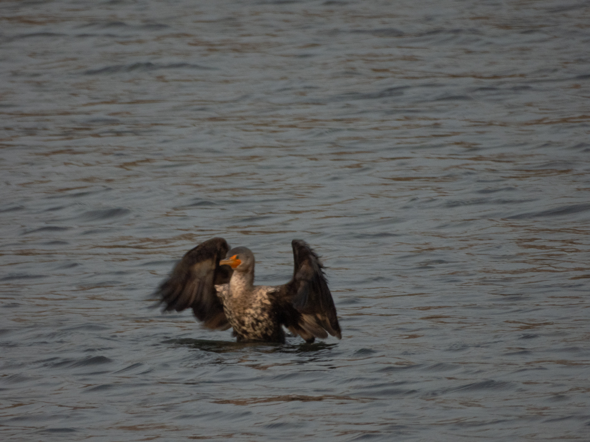 Double-Crested Cormorant