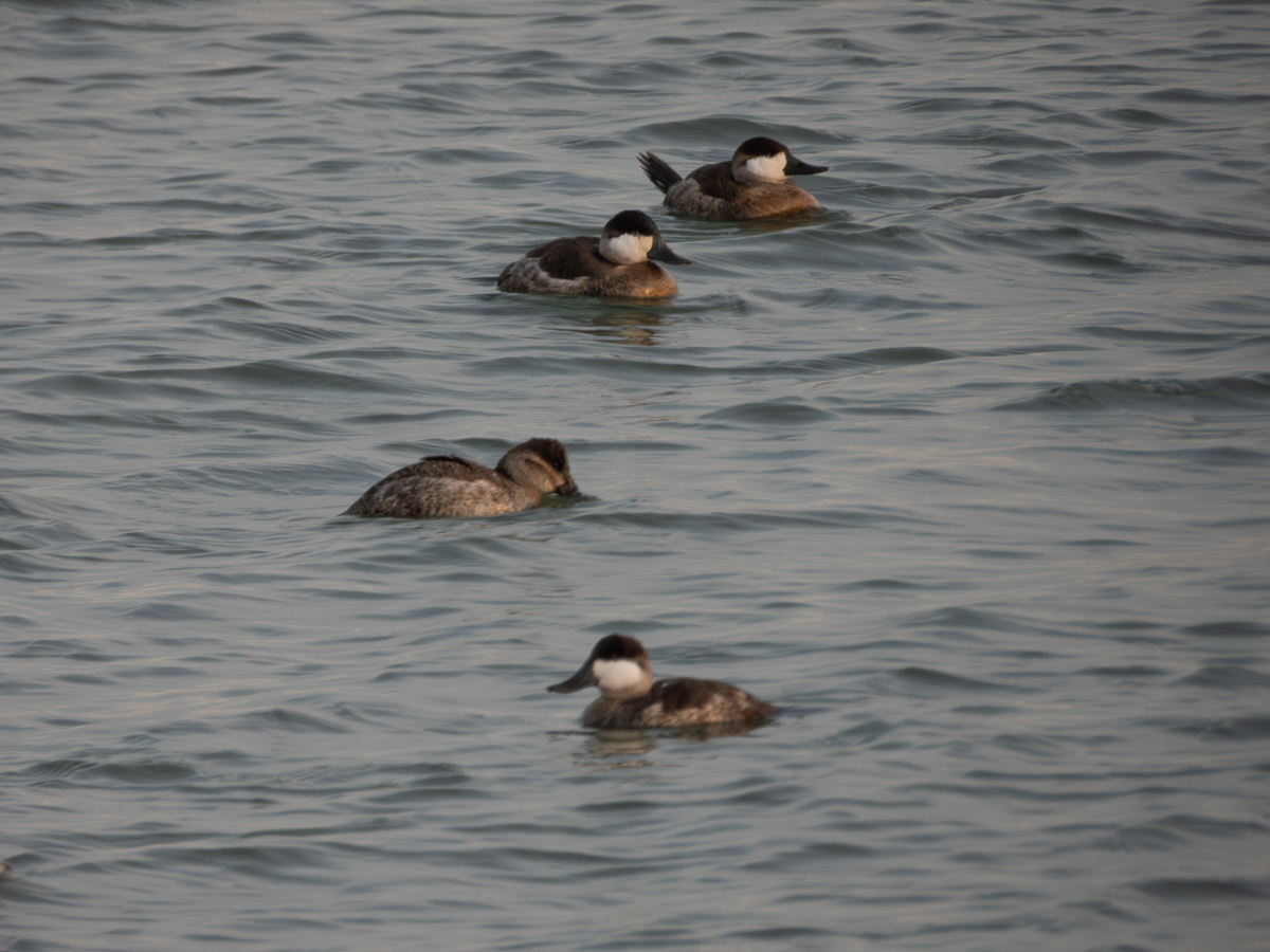 Ruddy Duck