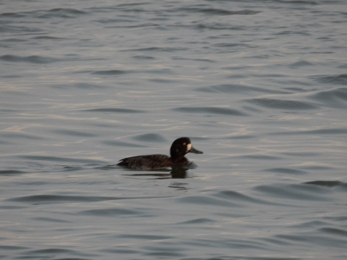 Lesser Scaup