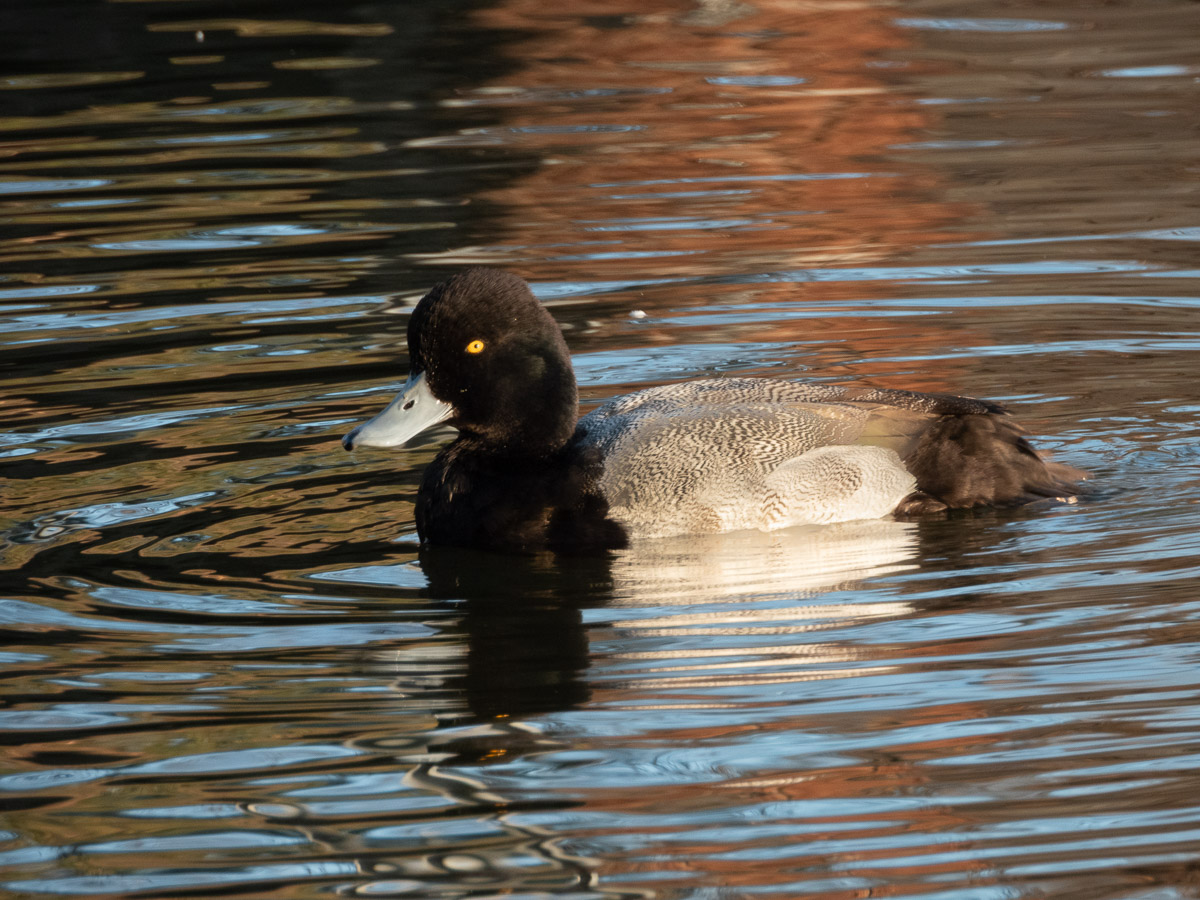 Lesser Scaup