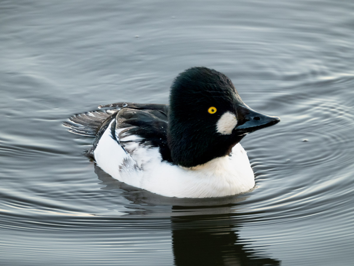 Common Goldeneye