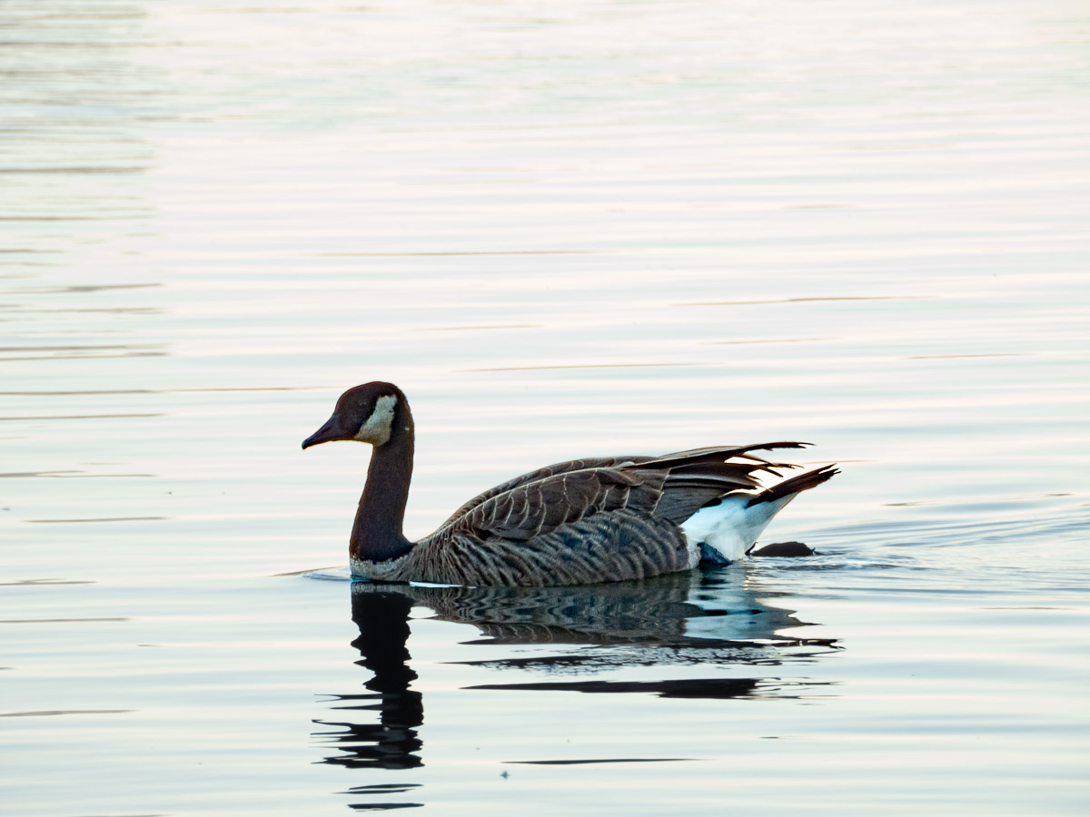 Canada Goose