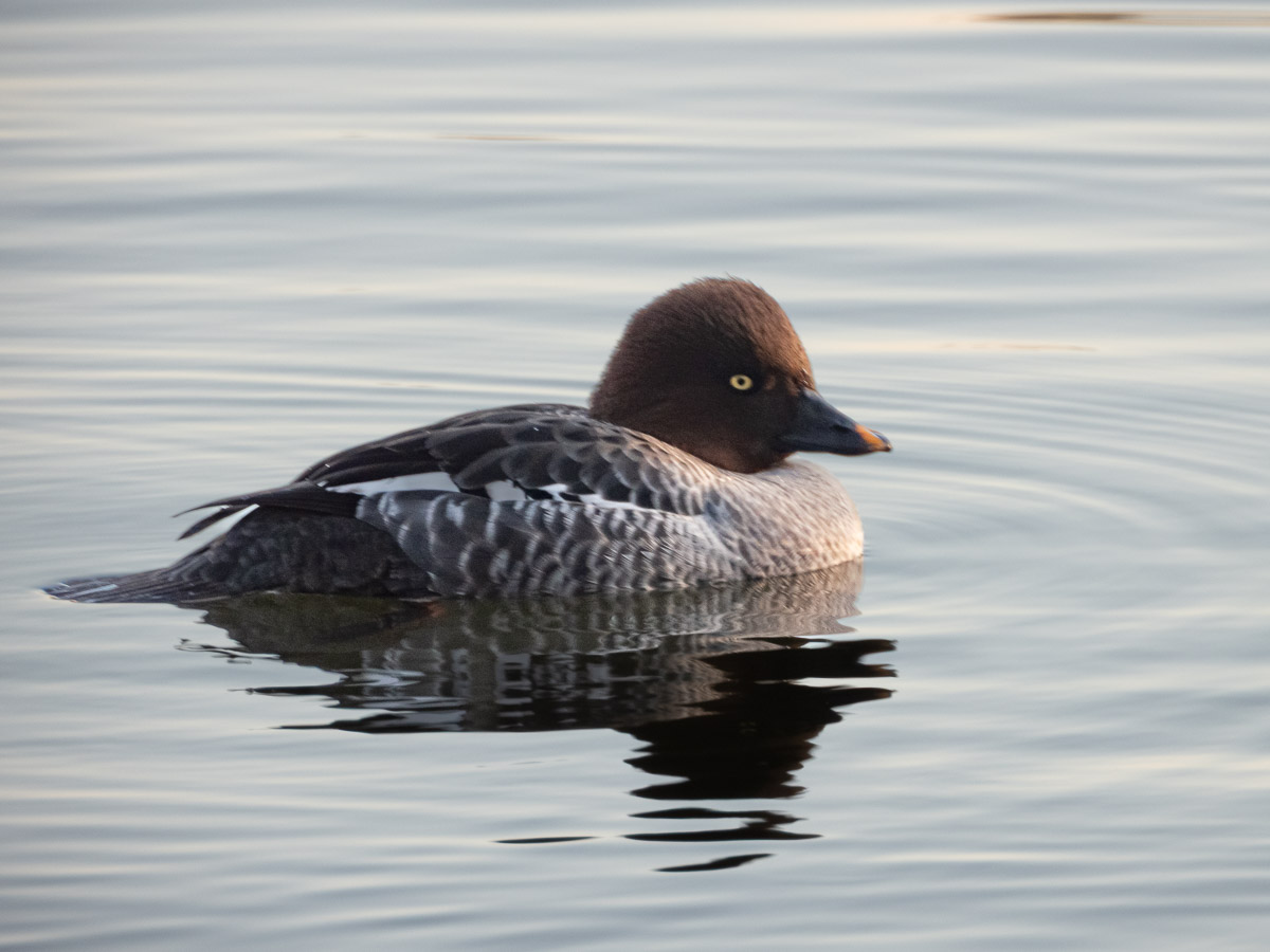 Common Goldeneye