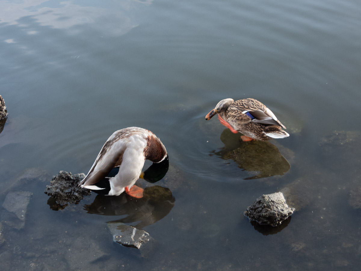 Mallard