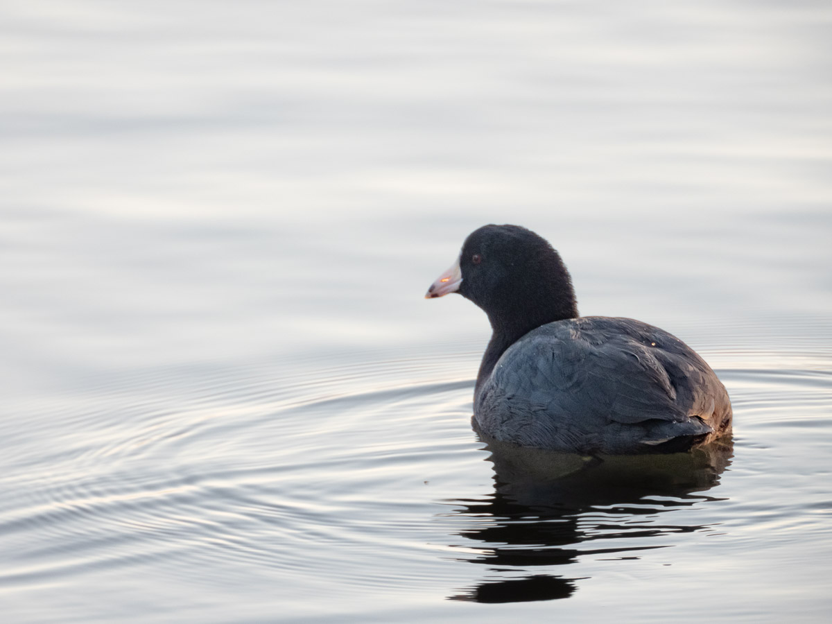 American Coot