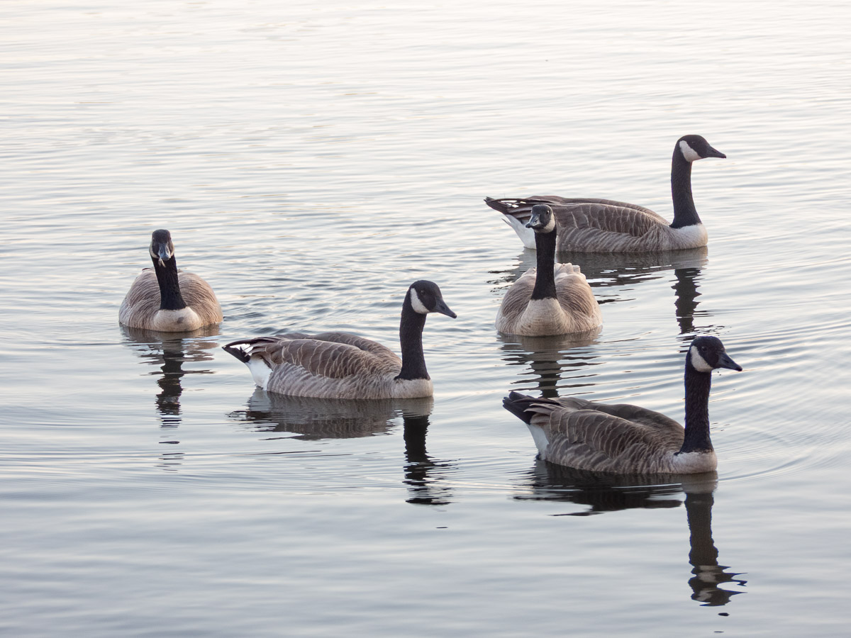 Canada Goose