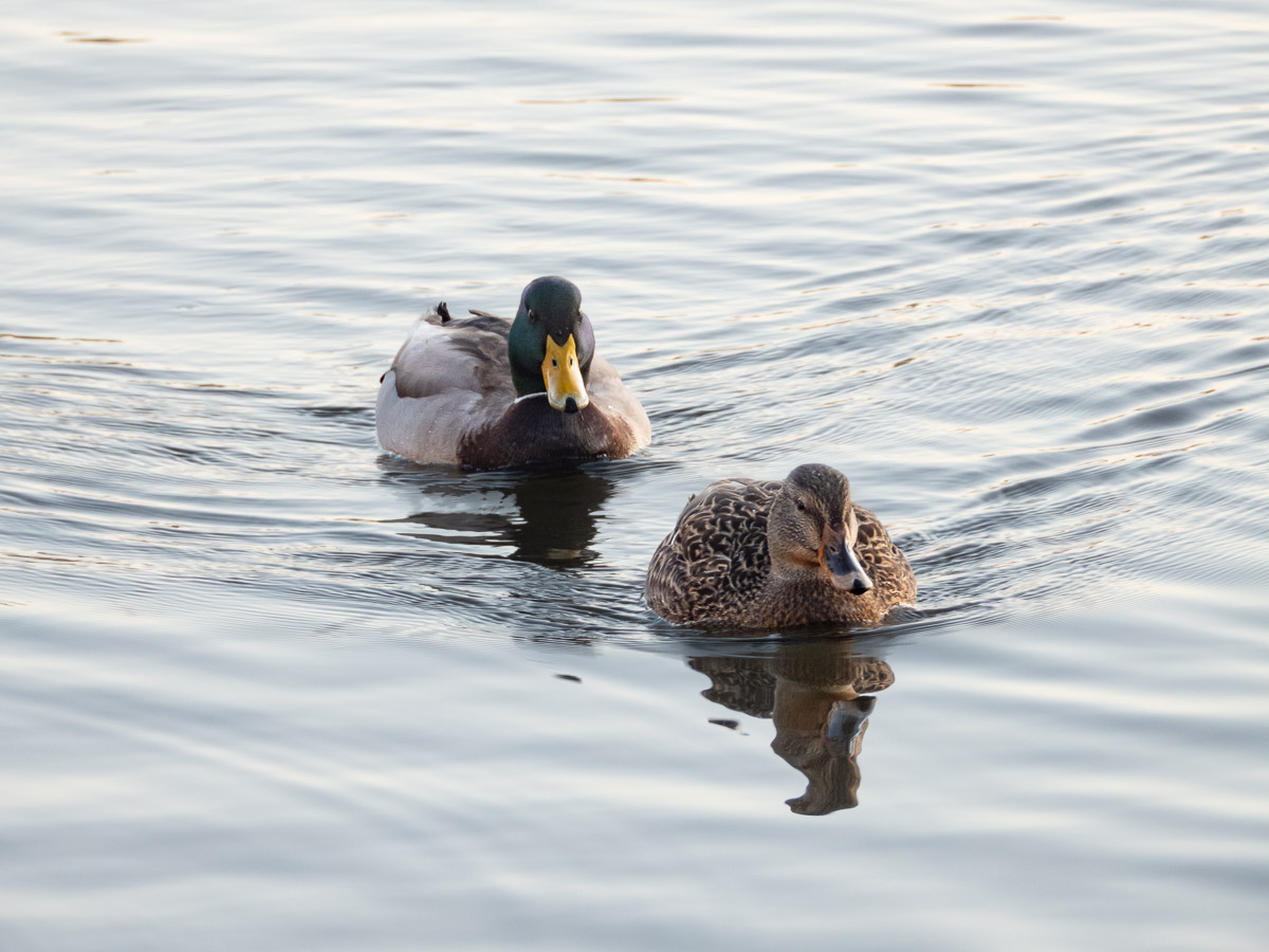 Mallard