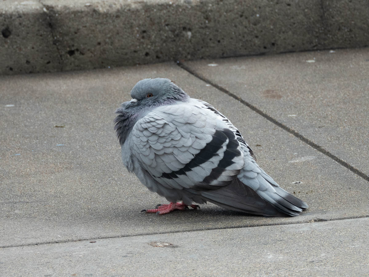 Rock Pigeon